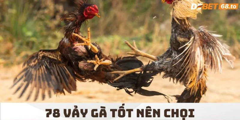 Ý nghĩa của 78 vảy gà tốt nên chọi